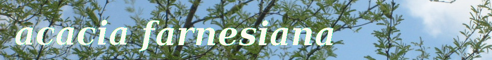 acacia farnesiana
